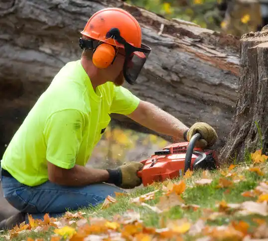 tree services Sheffield